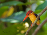 Black-backed Dwarf Kingfisher