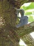 Greater Slaty Woodpecker - male - scratching