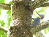 Greater Slaty Woodpecker - male 2