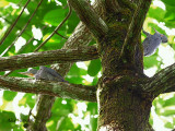 Greater Slaty Woodpecker - couple