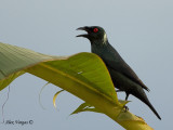 Asian Glossy Starling - calling