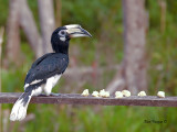 Oriental Pied Hornbill - on the feeder