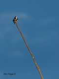 White-fronted Falconet - high up there