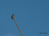 White-fronted Falconet - pair