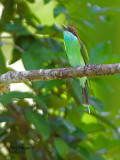 Blue-throated Bee-eater - looking up