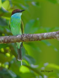 Blue-throated Bee-eater - alert