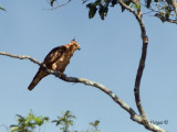Wallaces Hawk-Eagle