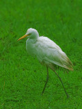 Little Egret