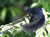 Bornean Banded Squirrel