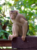 Pig-tailed Macaque - look at me