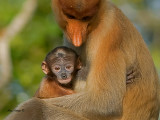 Proboscis Monkey - baby - portrait