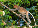 Proboscis Monkey - female