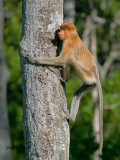 Proboscis Monkey - male - juvenile
