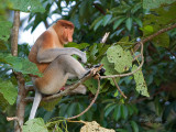 Proboscis Monkey - male 2