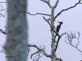 White-bellied Woodpecker - far away