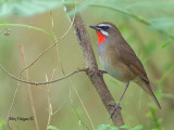 Siberian Rubythroat