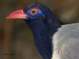 Corall-billed Ground-Cuckoo - portrait with flash - 2010