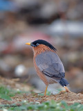 Brahminy Starling - back view