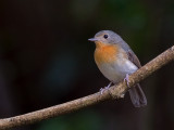 Thikels Blue-Flycatcher - female - 2010