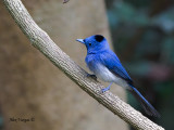 Black-naped Monarch - male - why the name