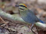 Blue Pitta - female