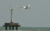 Caspian Tern flight -- sp 201