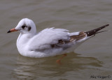 Brown-headed Gull juvenile -- sp 195