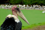 Greater Adjutant -- sp 173