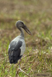 Asian Openbill -- 2008 - back view