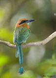 Broad-billed Motmot