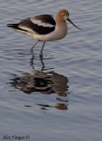 American Avocet