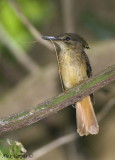 Royal Flycatcher