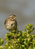 Song Sparrow