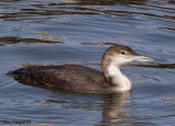 Common Loon