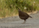 California Quail female