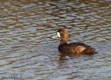 Greater Scaup female