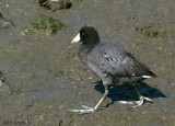 American Coot