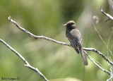 Black Phoebe