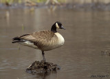 Canada Goose