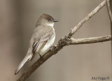 Eastern Phoebe