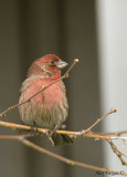 House Finch male