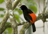 Passerinis Tanager male