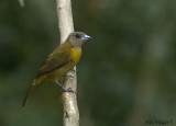 Passerinis Tanager female