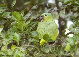 Mealy Parrot