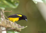 Black-cowled Oriole