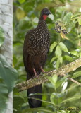 Crested Guan