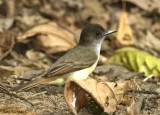 Dusky-capped Flycatcher