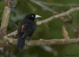 Scarlet-rumped Cacique