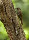 Streak-headed Woodcreeper