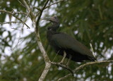 Green Ibis